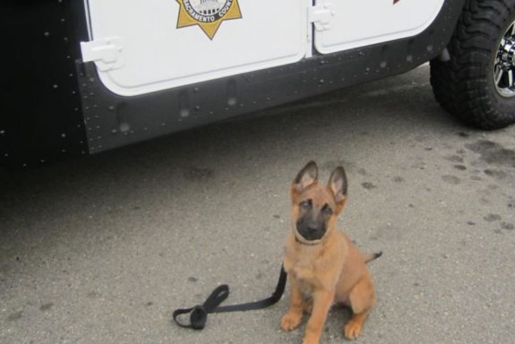 a German shepherd dog on a leash sits next to a police car