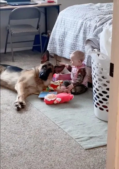 a German shepherd looks after the baby while they play
