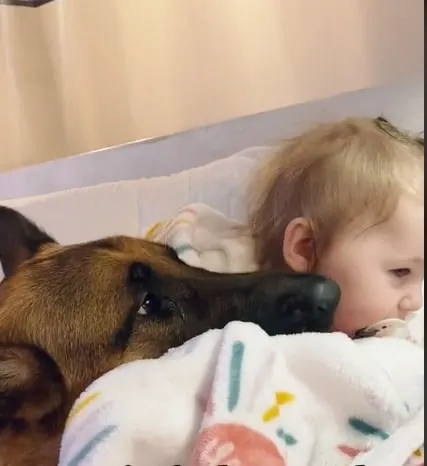 a German shepherd touches the baby's face with its snout
