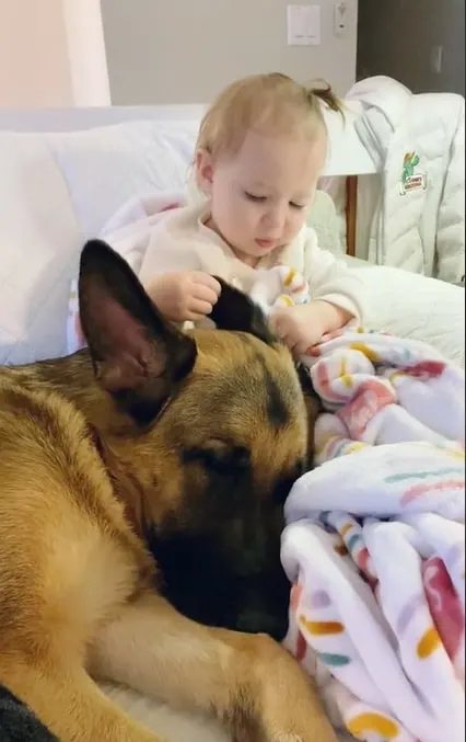 a baby touches the ears of a German shepherd