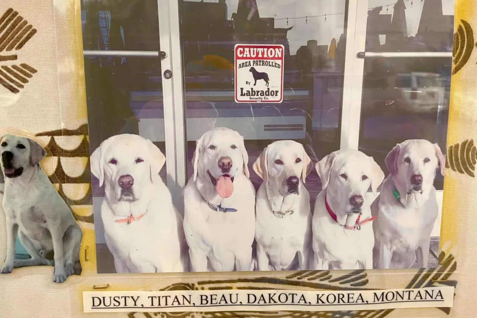 a beautiful picture of a labrador