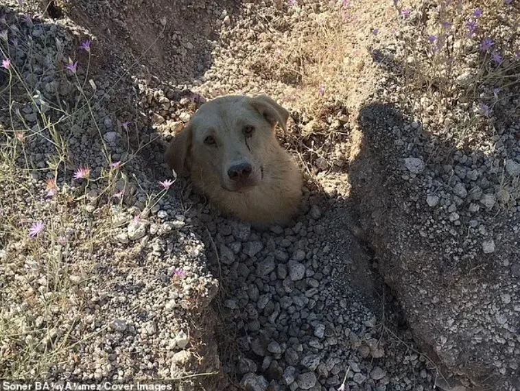 a buried dog peeks out of the ground