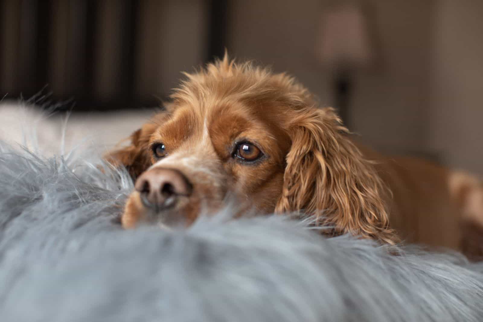 a cocker spaniel lies on a fur pillow