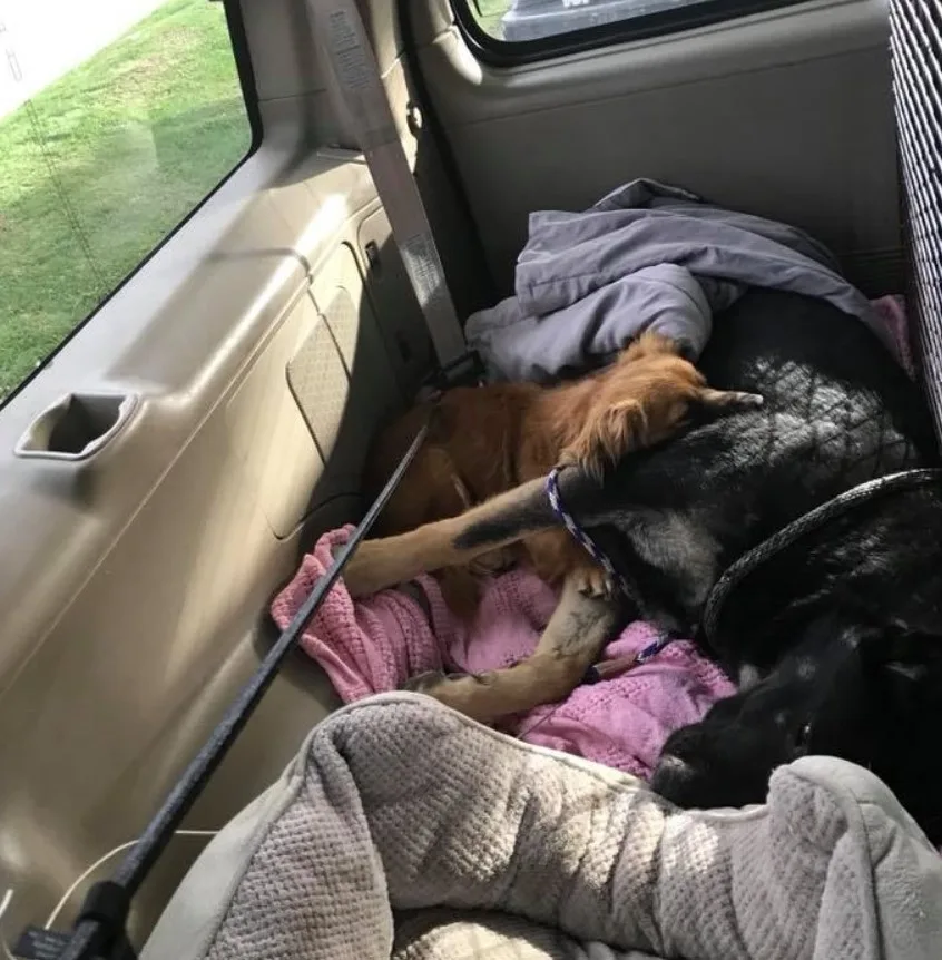 a cute dog is lying next to a pet friend in the car