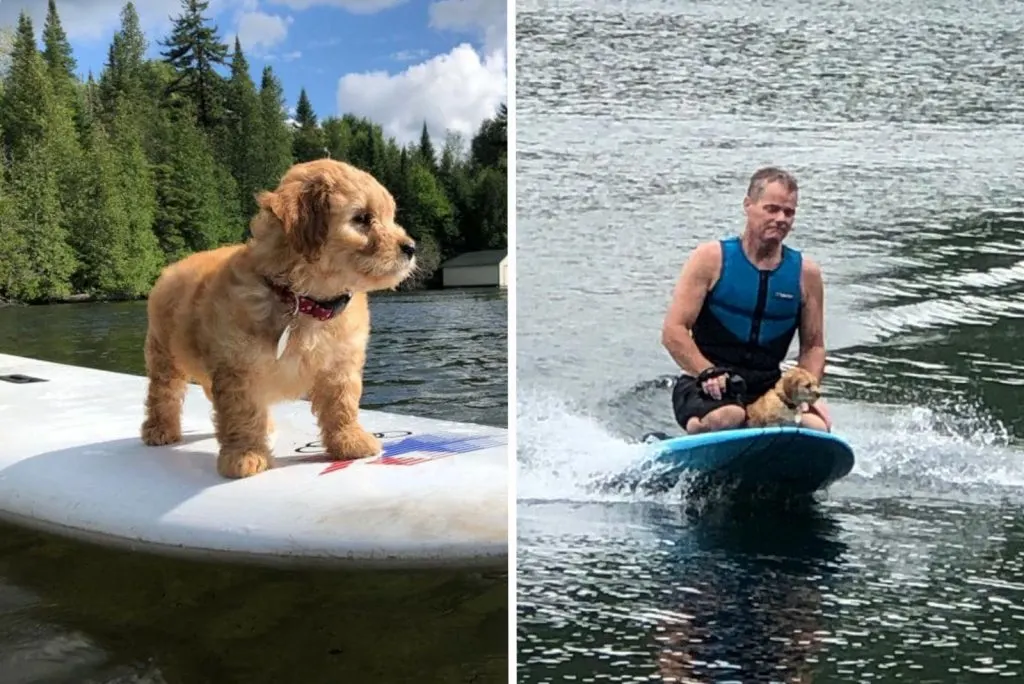 a dog on a board rides with a man on the water