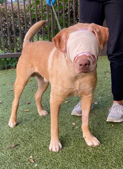 a dog on a leash with a bandaged head