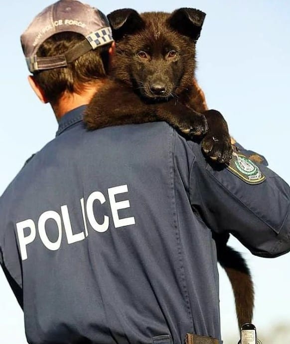 a dog on a man's shoulder