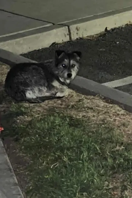 a dog sits by the sidewalk and waits for its owner