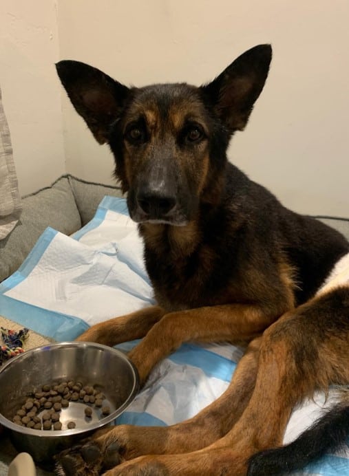 a dog that can't walk lies next to the food