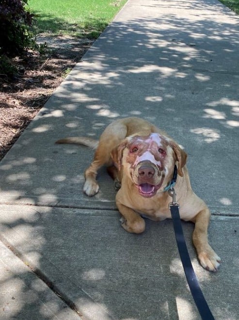 a dog with burns on its face is lying on the street