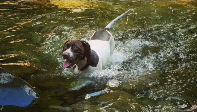 a dog with its tongue sticking out is standing in the water