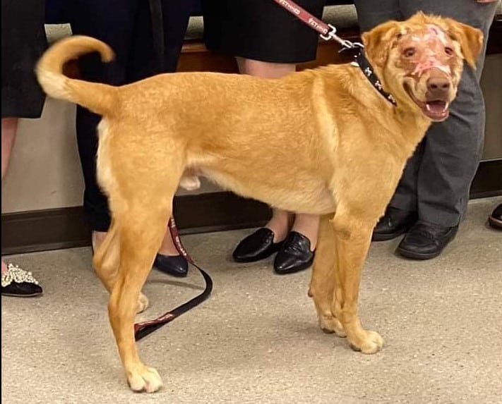 a dog with repaired burns on its face