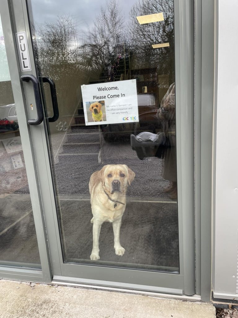 a golden retriever stands in front of the door and watches
