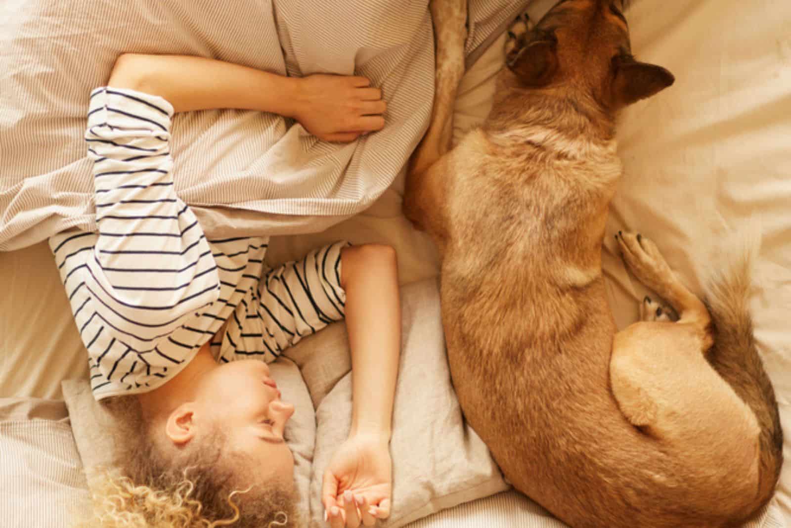 a little girl sleeps with a German shepherd