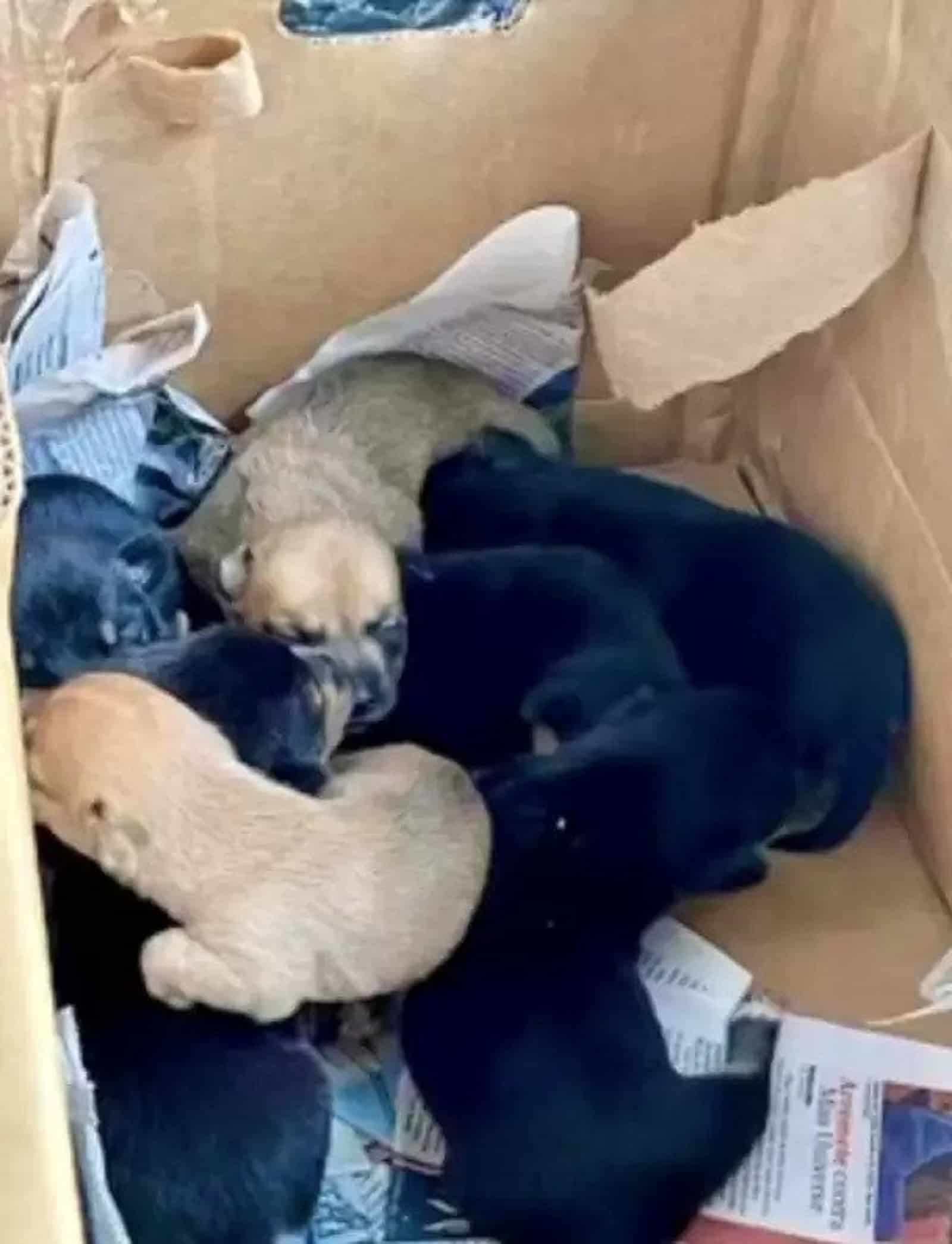 a lot of puppies in cardboard box