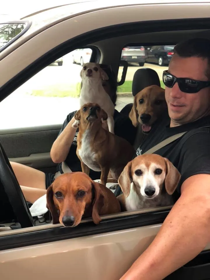 a man in a car with dogs