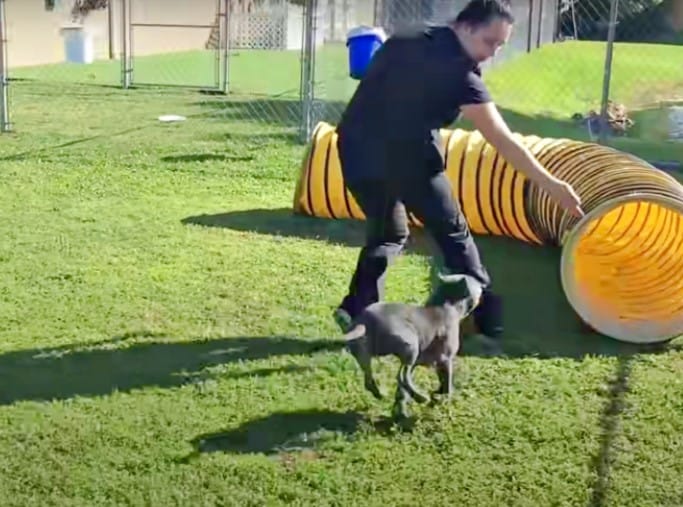 a man trains a pit bull