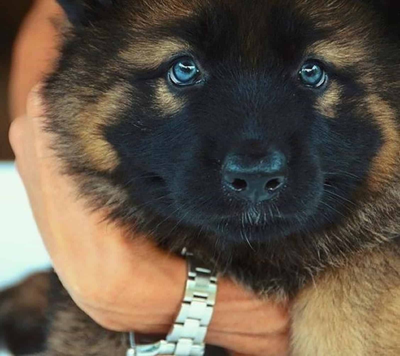 a person hugging german shepherd puppy with blue eyes