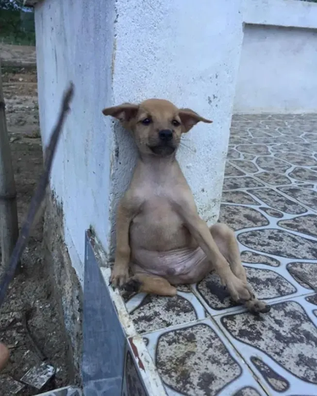 a stray dog sits on the sidewalk leaning against the wall