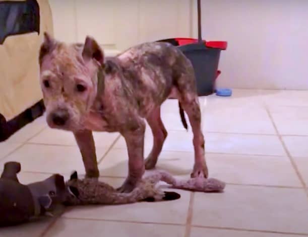 a sunburned pit bull stands on the tiles with his stuffed toy