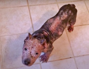 a sunburned pit bull stands on the tiles