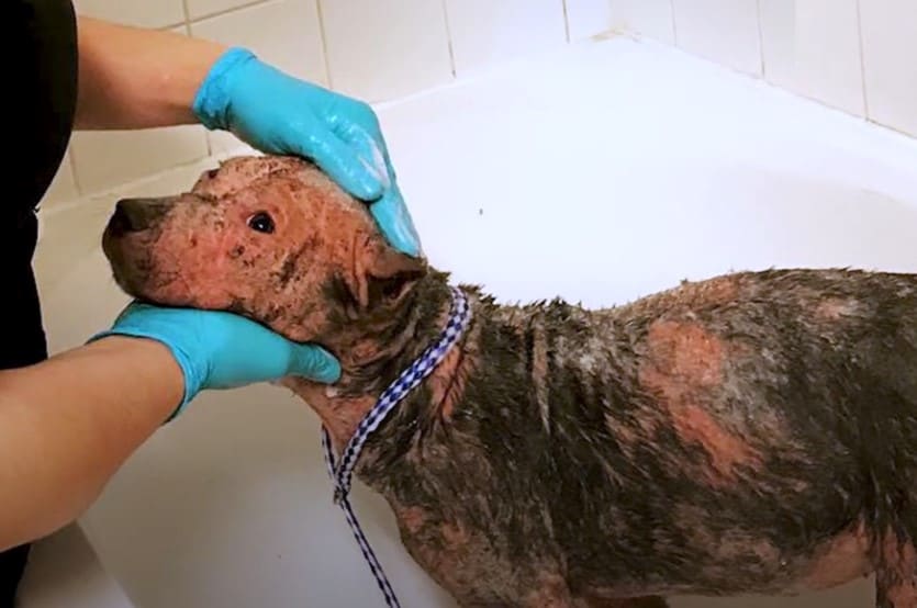 a woman bathes a pit bull that is hairless and sunburnt