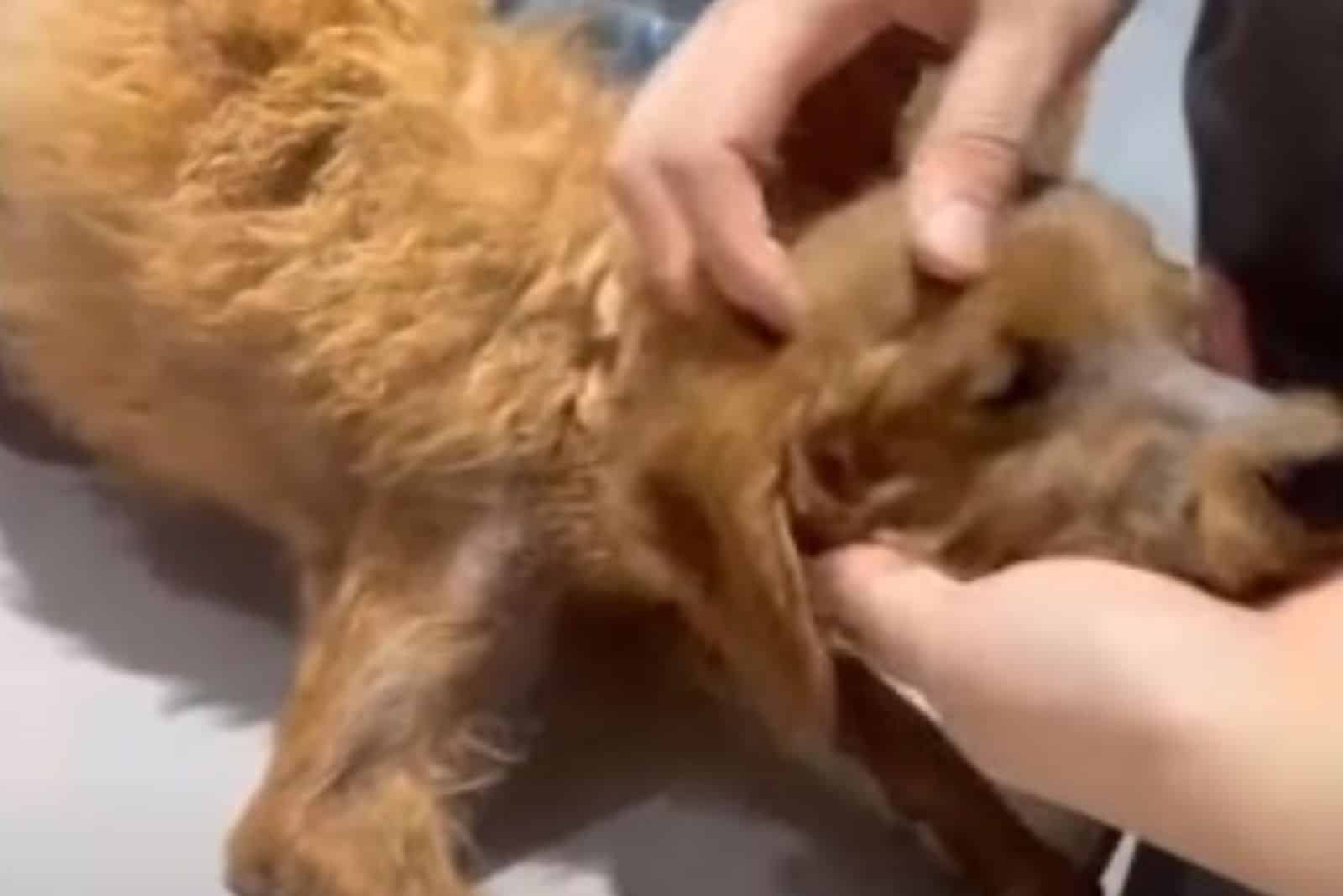 a woman caresses a rescued dog