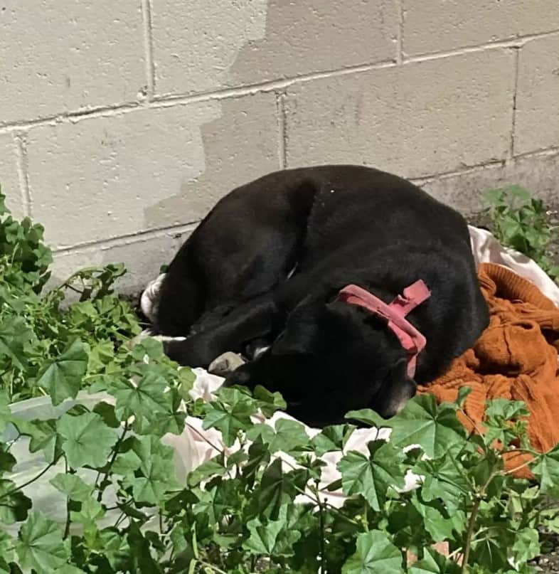 abandoned dog laying outdoor