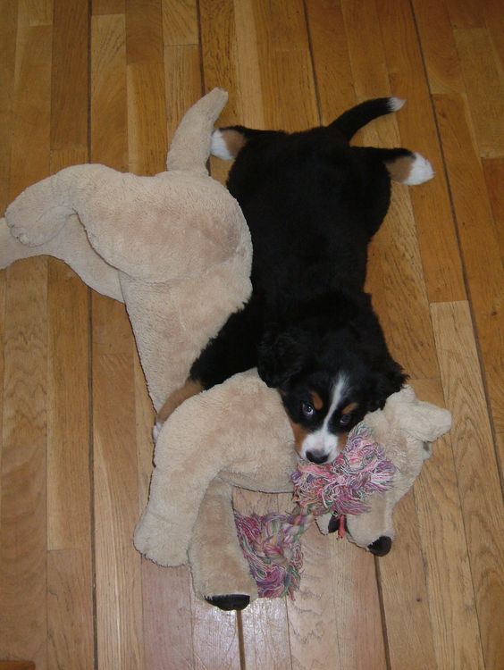 adorable bernese mountain puppy