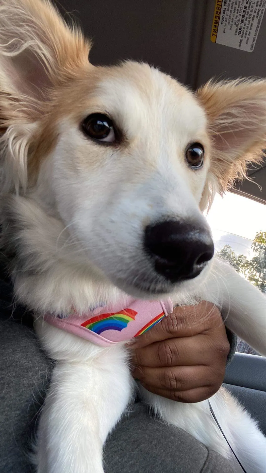"adorable