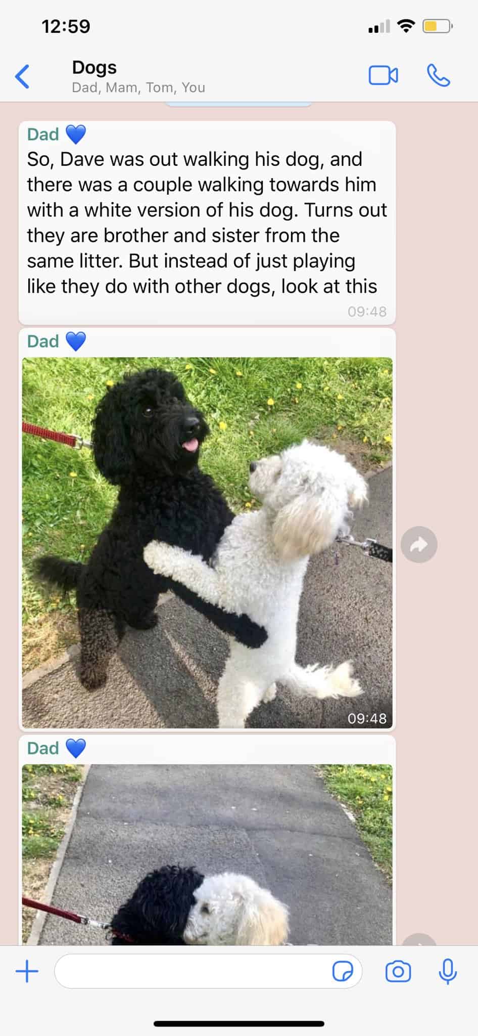 adorable encounter of monty and rosie as grown dogs