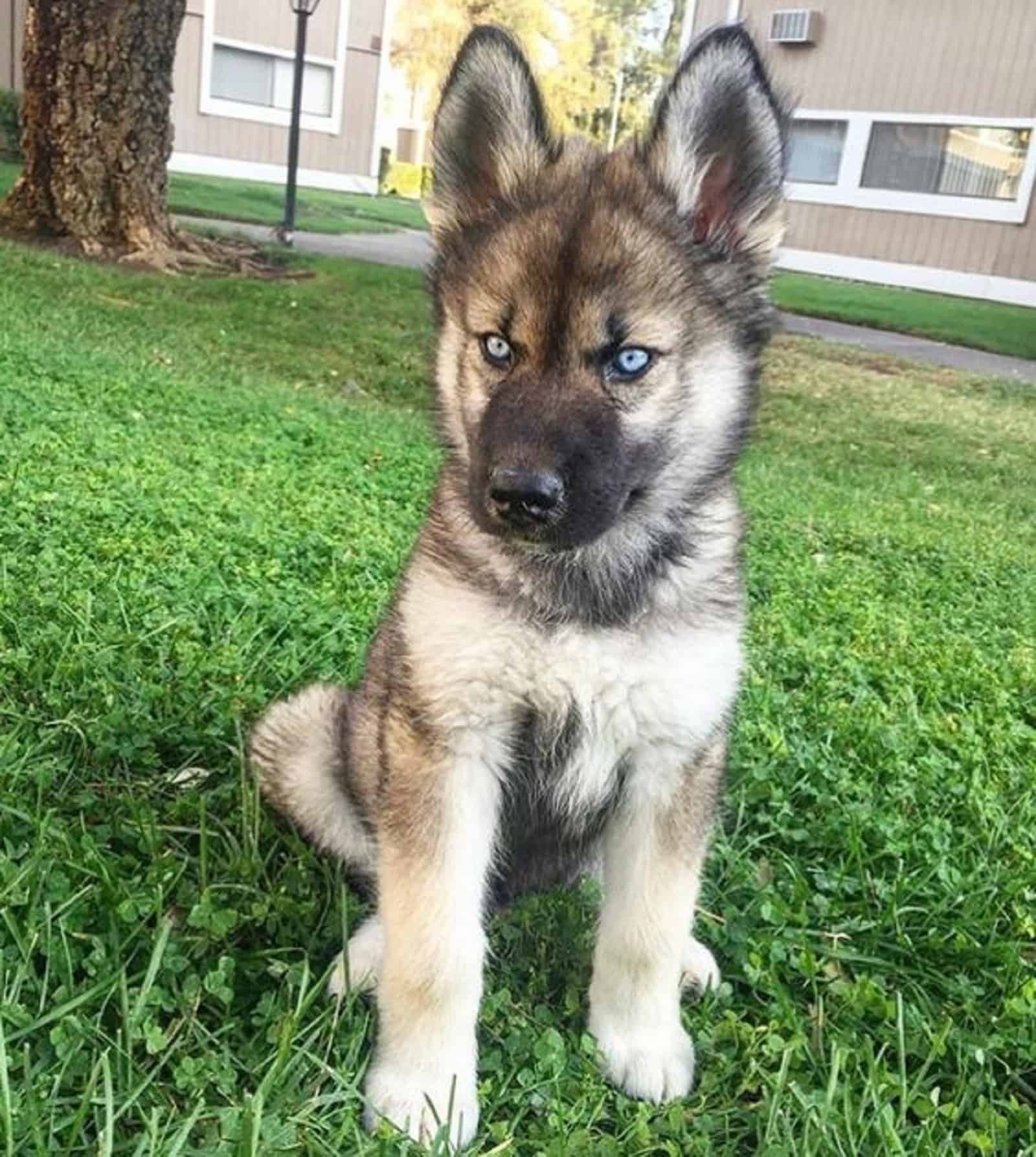 adorable german shepherd puppy with blue eyes sitting on the lawn