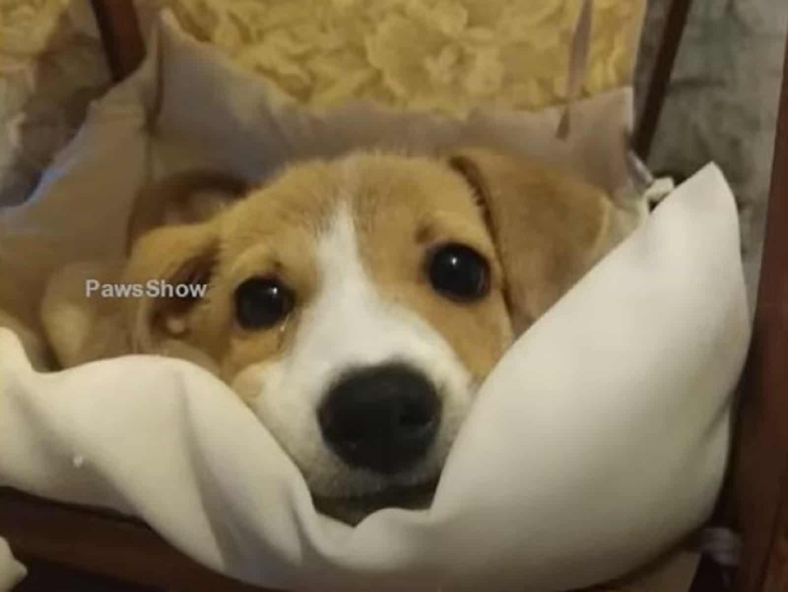 adorable puppy lying in his bed