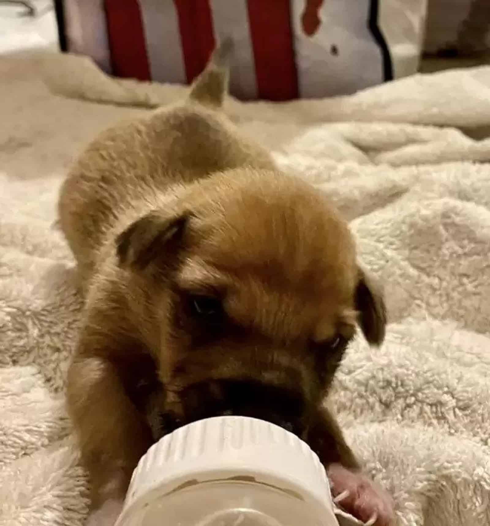 adorable puppy eating from feeding bottle
