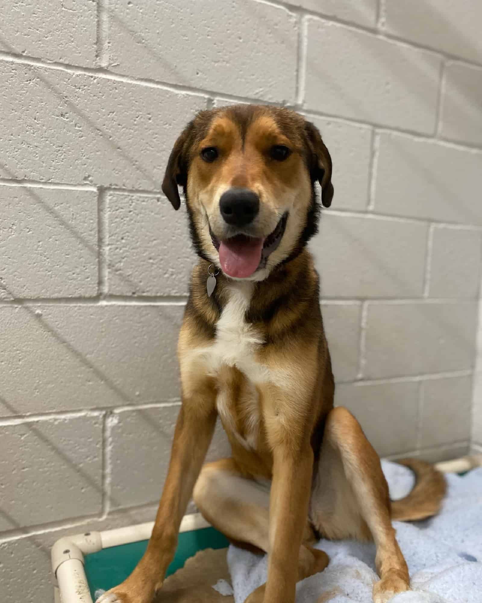 adorable shepherd husky mix in a shelter