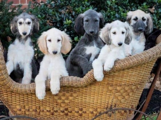 afgan hound puppies