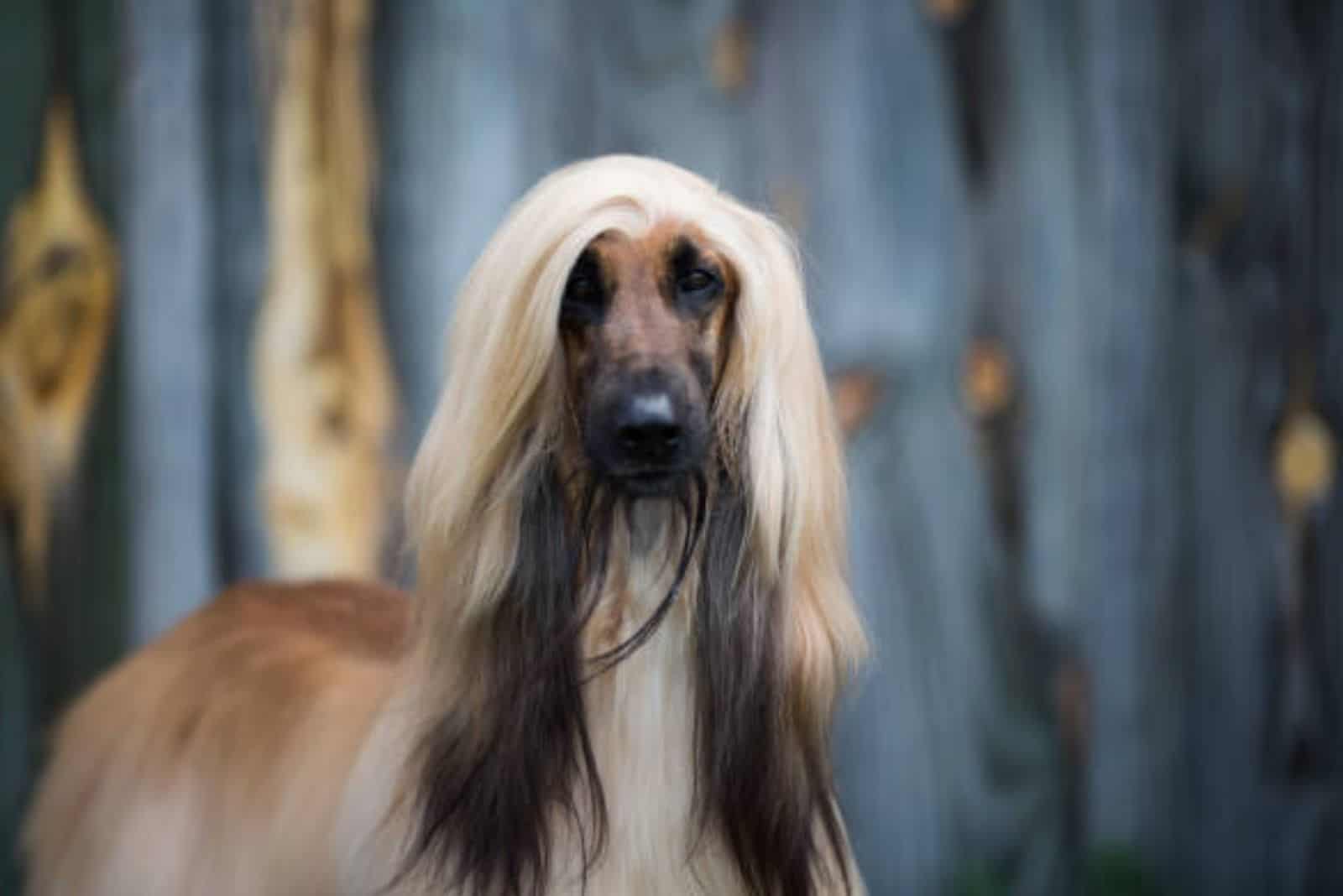 afghan hound dog