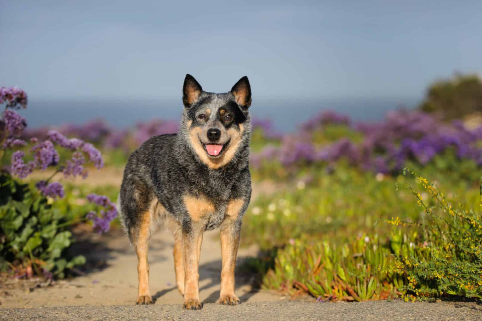 australian cattle dog in nature