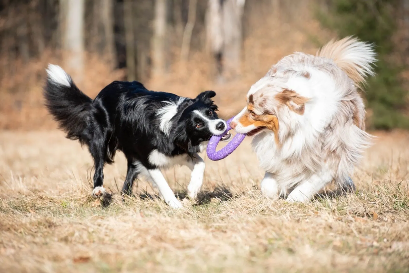 australian shepherd and border collie dog playing together with a toy