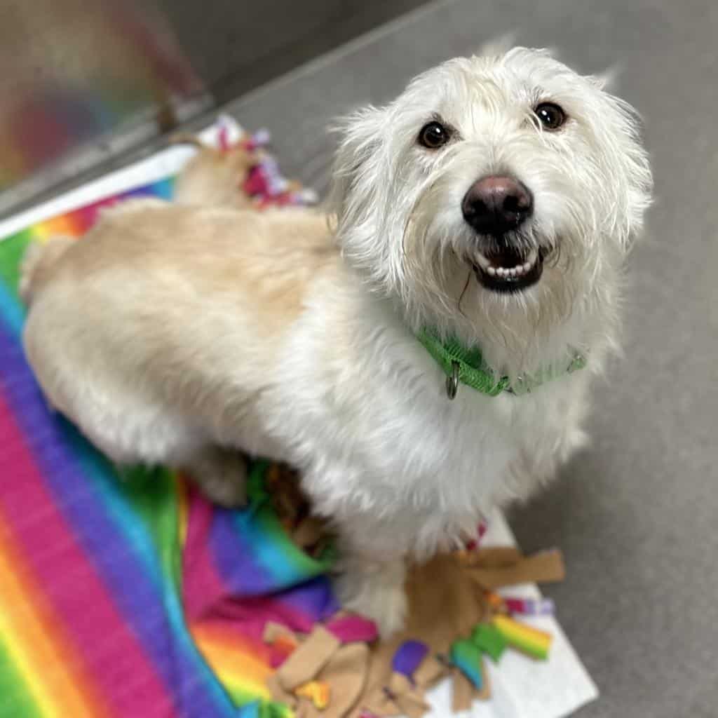 white small dog standing on a colorful blanket