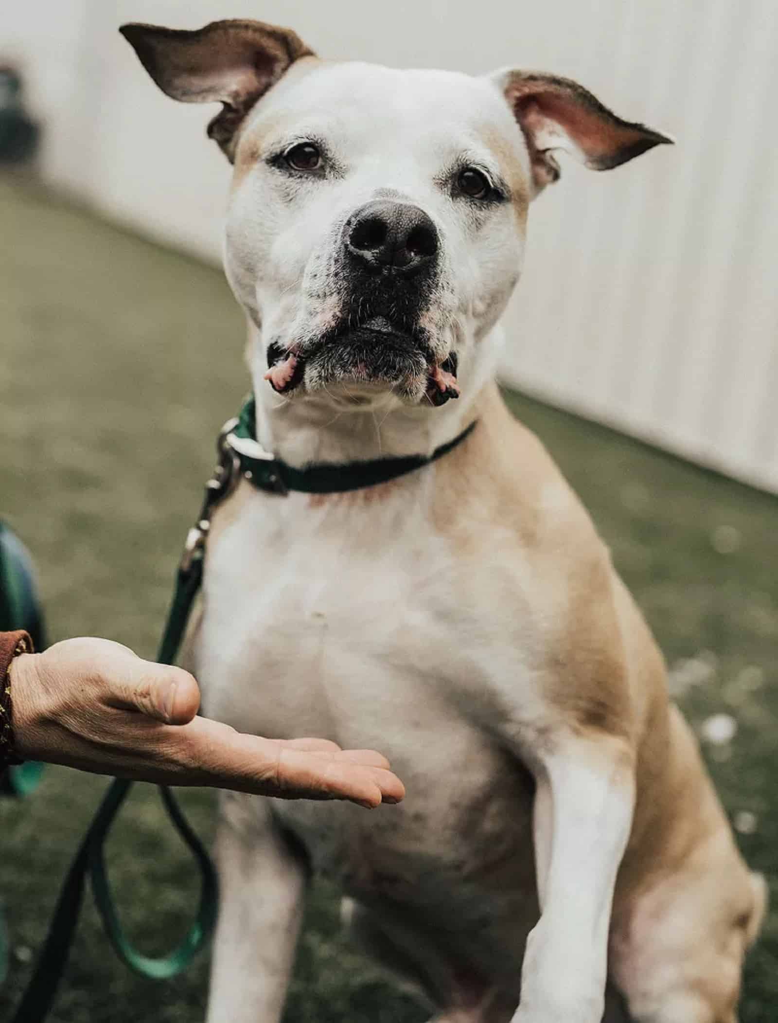 beautiful dog sitting on the grass