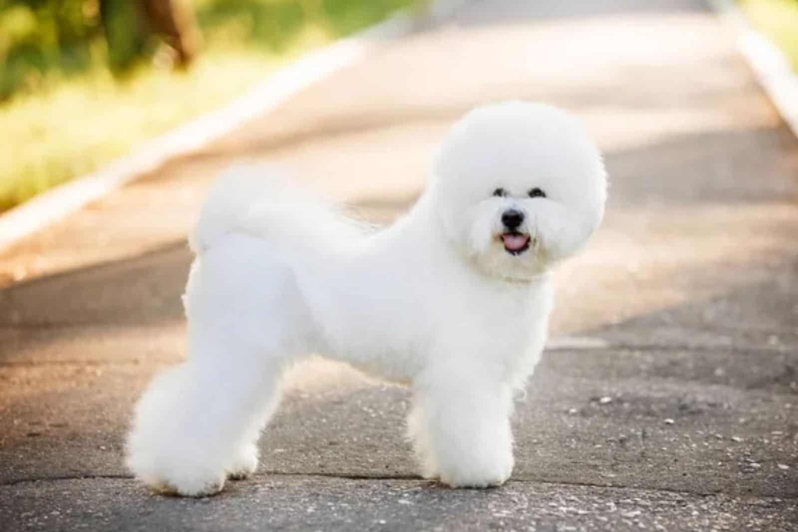 bichon frise dog