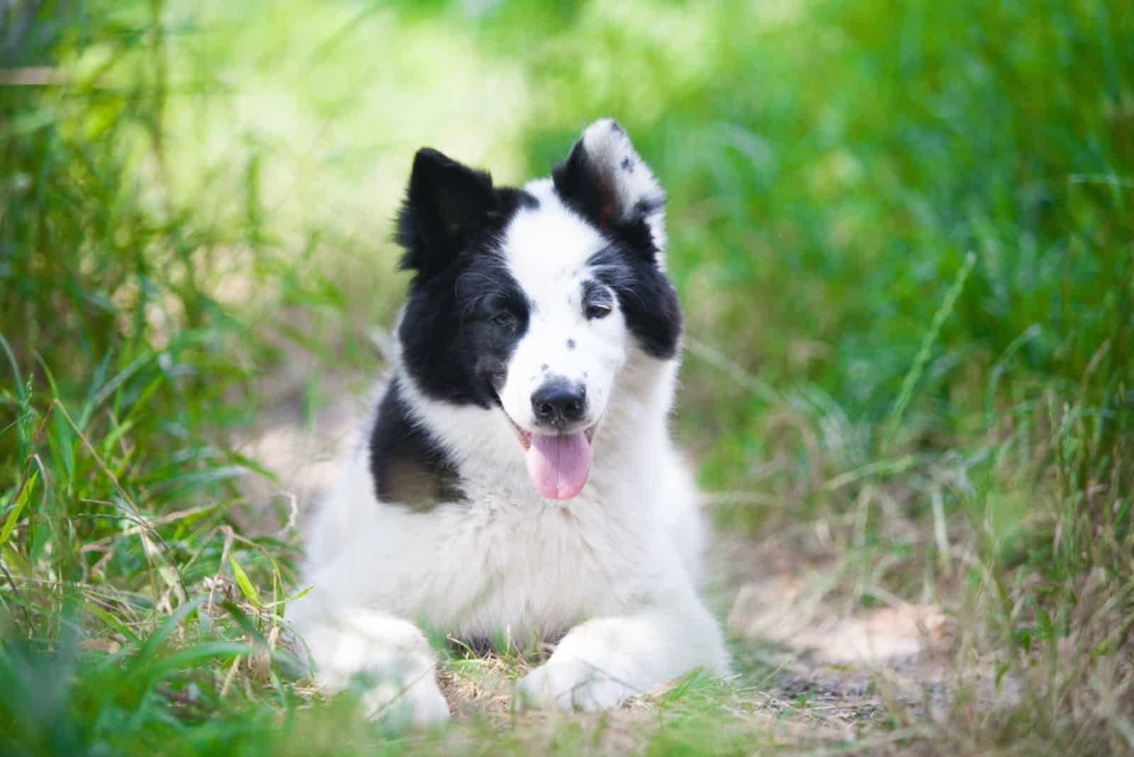 black and white yakutian laika puppy