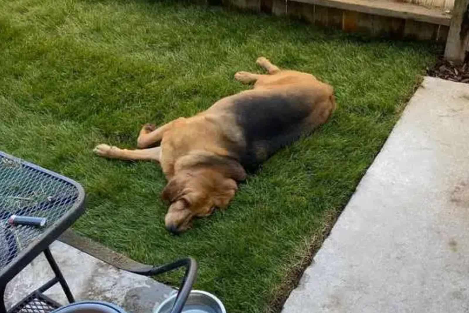 bloodhound dog lying on the grass at backyard