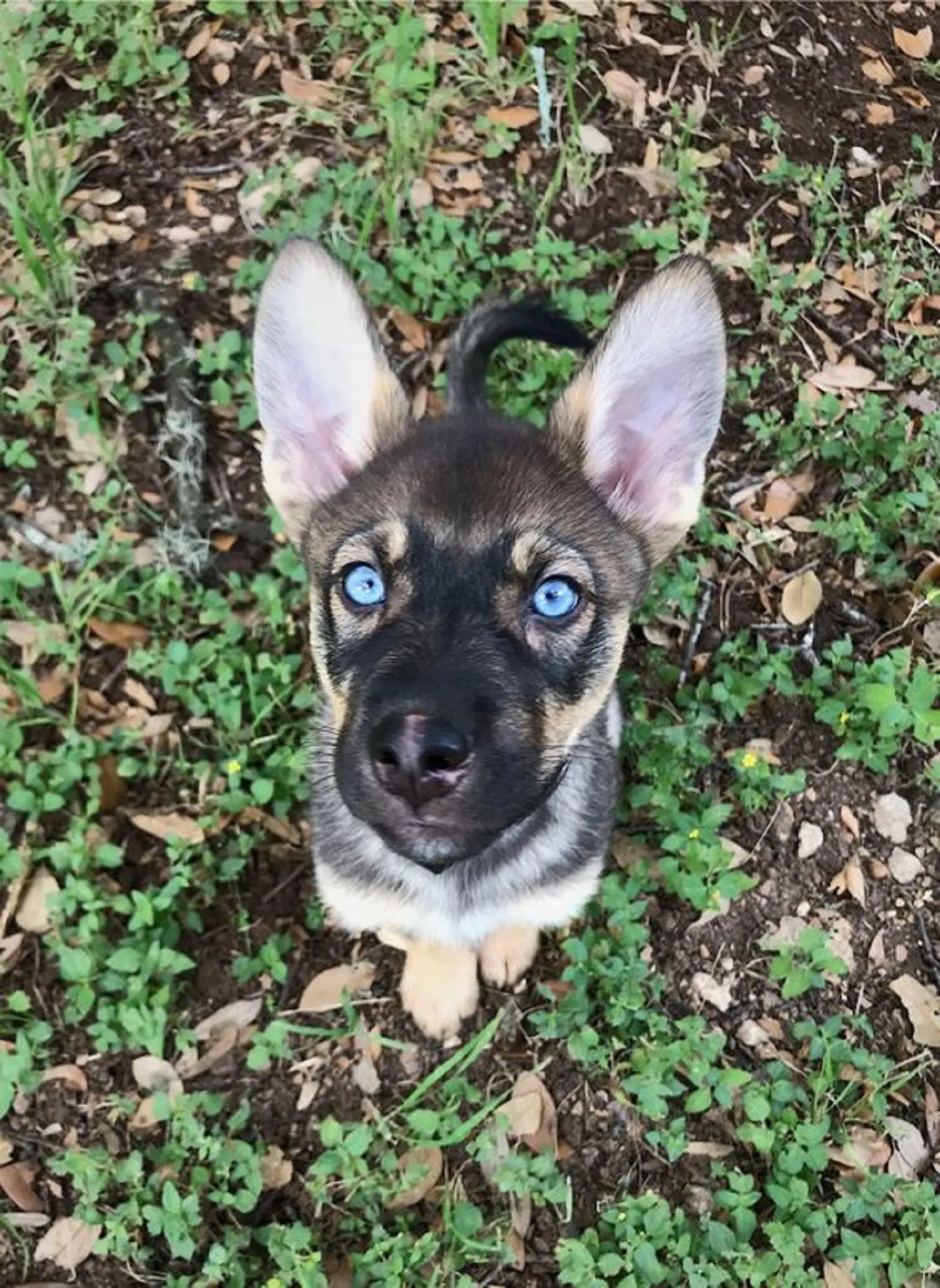 blu eyed german shepherd puppy sitting on the ground and looking into camera