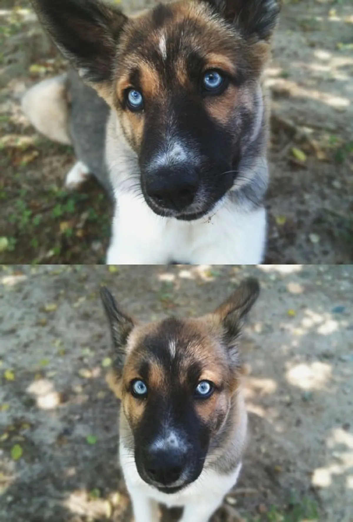 blue eyed german shepherd dog looking into camera