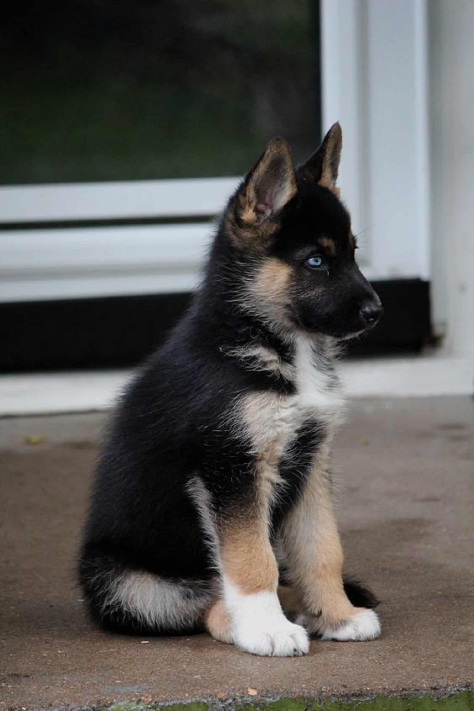 blue eyed german shepherd puppy sitting outdoors