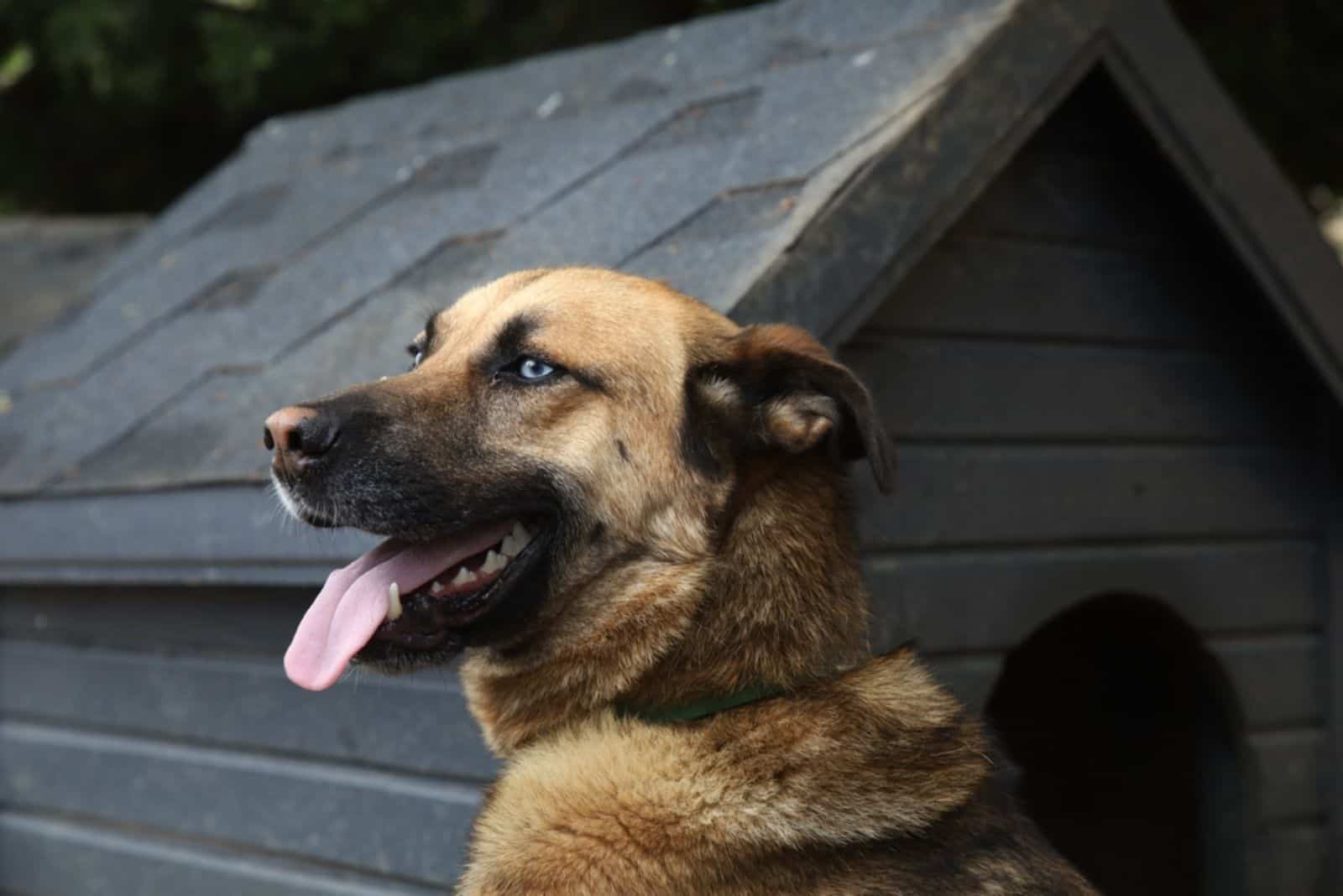 blue eyed german shepherd dog sitting beside his house