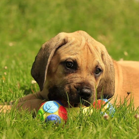 boerboel puppy playing with a toy
