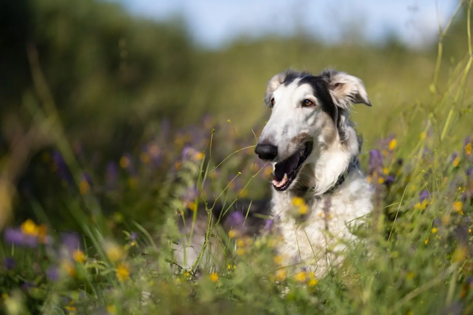 borzoi dog in a meadow
